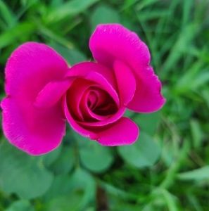 Meet your Posher, Kimberly